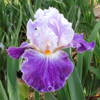 Hope Rises - tall bearded Iris