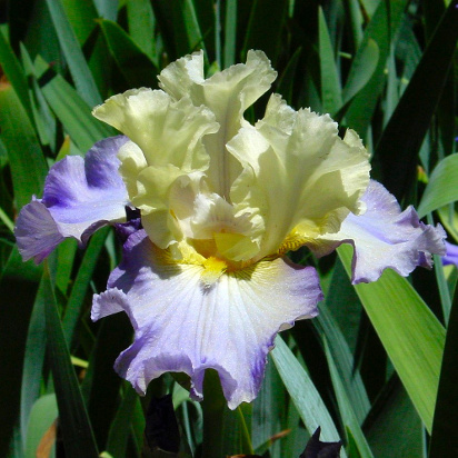 Just Like Me - tall bearded Iris