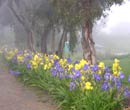 A Foggy Day in April