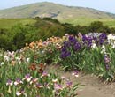 Garden and Iris images in May 2008