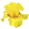 Saffron Flame