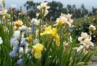 iris